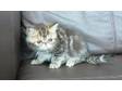 exotic kittens. westholme persains and exotics have for....
