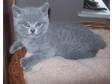 britishshorthair pedigree kittens. Excellant well bred....