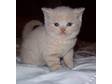 cute bsh kittens. cute little kittens i dare you to come....