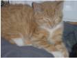 2 ginger tom cats fluffy and cuddly 2 tortoise girls slinky and loving 9 week