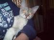 devon rex. we have 2 older kittens for rehoming they are....