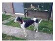 lurcher. 20 month old dog bedlington whippet / collie....