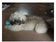 Cream coloured shih tzu puppy. We have a beautifull....