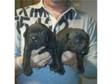 Staffordshire Bull Terrier Puppies. For sale two....