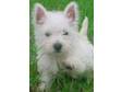 WEST HIGHLAND White Terrier Puppies,  fantastic quality....