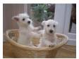 west highland terrier puppies for sale. quality west....