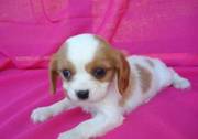 adorable kc king charles puppy for a lovely family