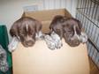 Pedigree KC Registered German Shorthaired Pointer Puppies in barnsley