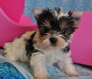 Yorkshire Terrier For Free Adoption