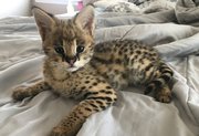Exotics cats. (Ocelots,  Caracals and F1 - F3 savannah and Savannah kit