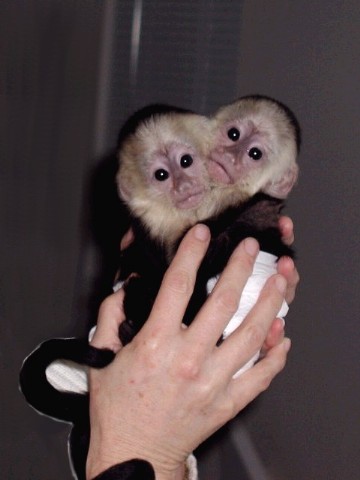 capuchin Monkey for sale